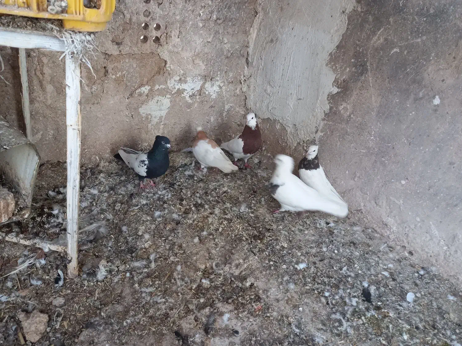 کبوتر|پرنده|آباده, |دیوار