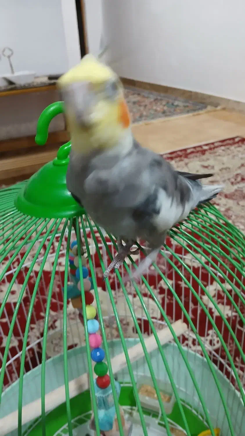 فروش یک عدد عروس هلندی|پرنده|املش, |دیوار