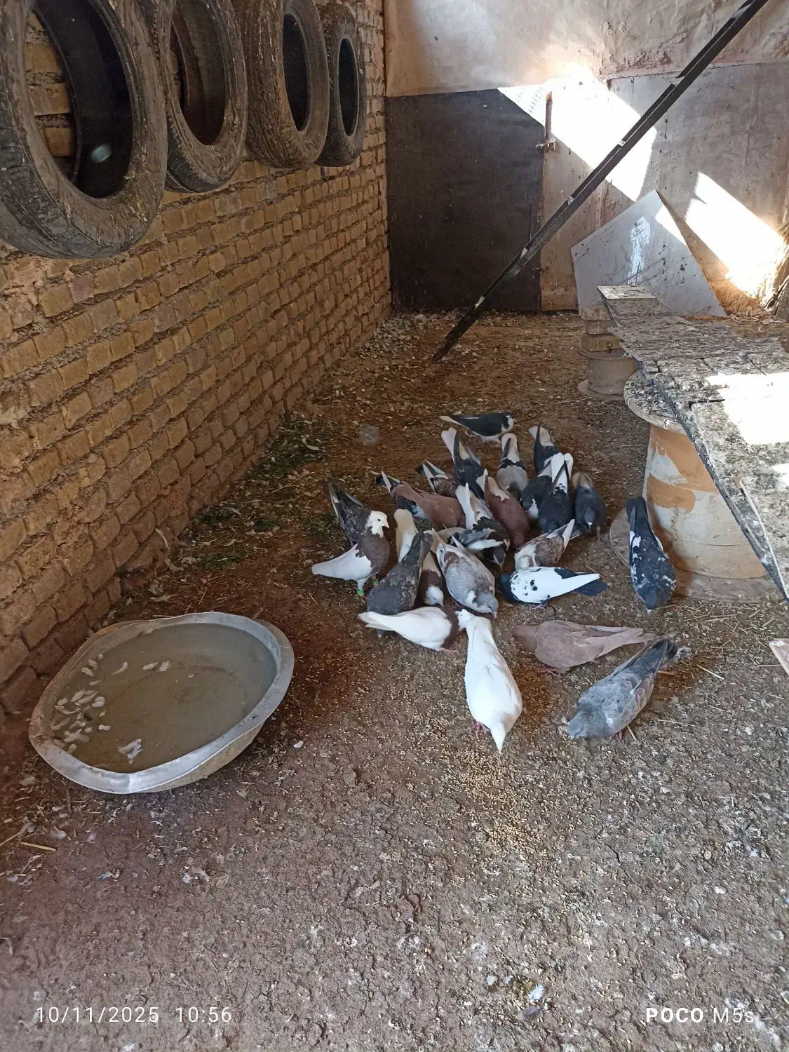 کبوتر|پرنده|نوده انقلاب, |دیوار