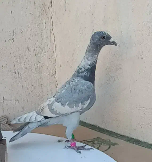 کبوتر|پرنده|شیراز, شهرک مهدیه|دیوار