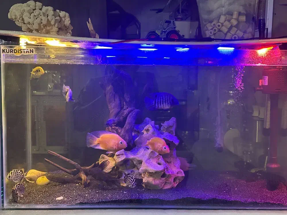 آکواریوم کامل|ماهی|سقز, |دیوار