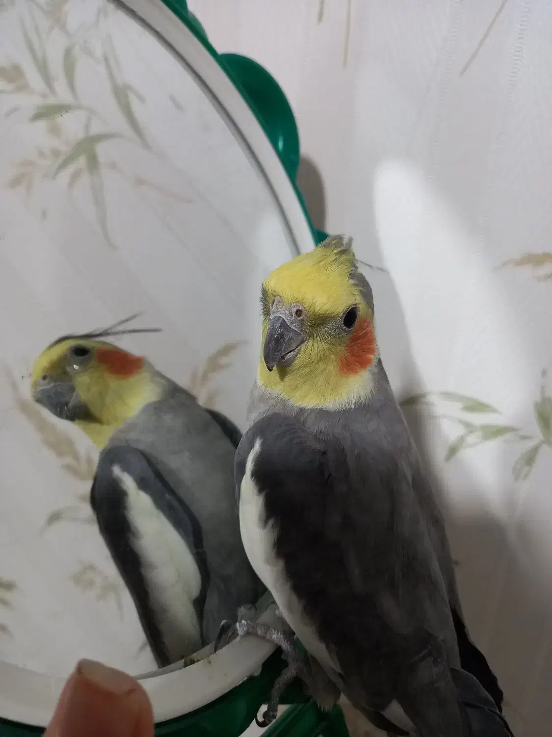 فروش عروس هلندی|پرنده|پاکدشت, شهرک انقلاب|دیوار