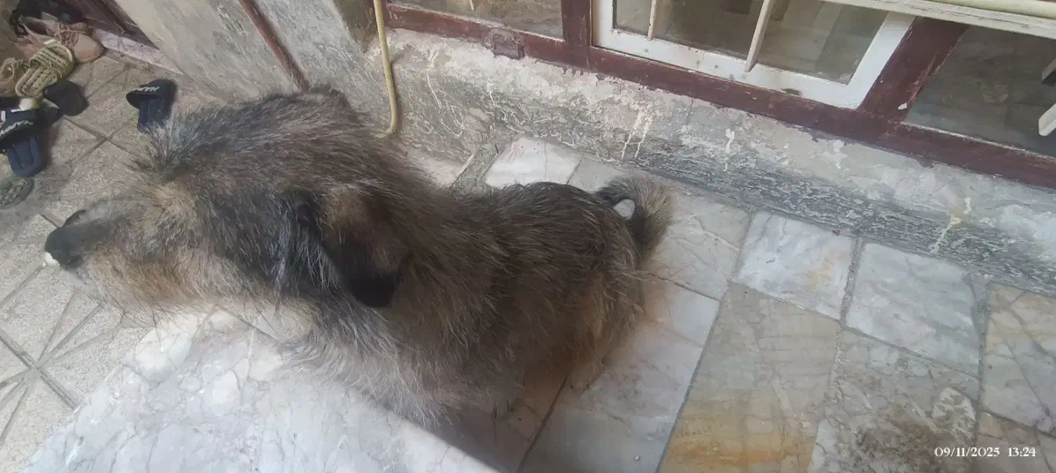 واگذاری شیتزو|سگ|مشهد, کوی دروی|دیوار