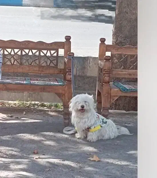 واگذاری سگ|سگ|قدس, شهر‌قدس|دیوار