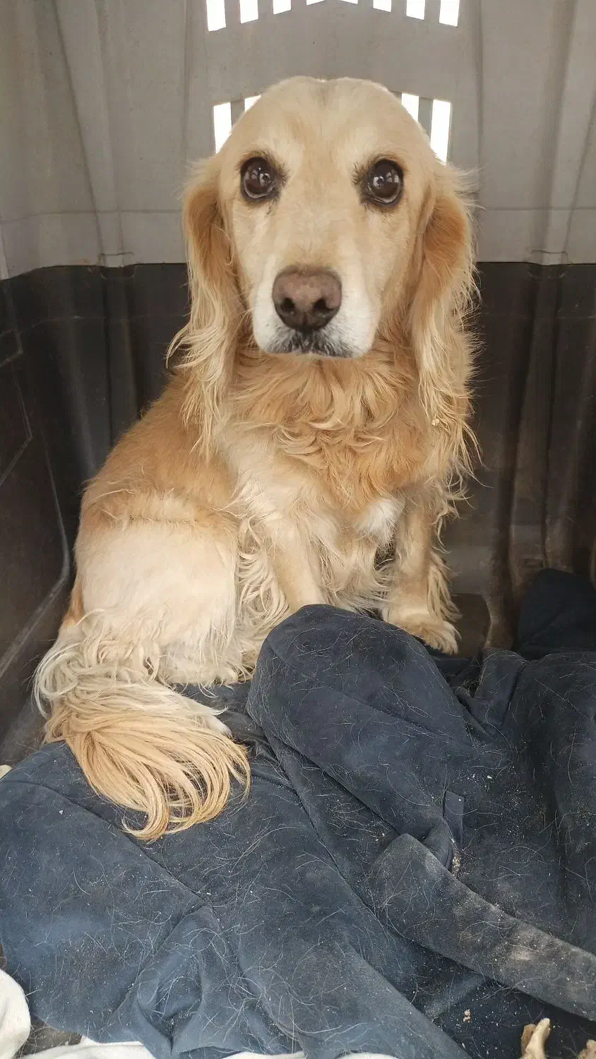 واگذاری سگ|سگ|دهق, |دیوار