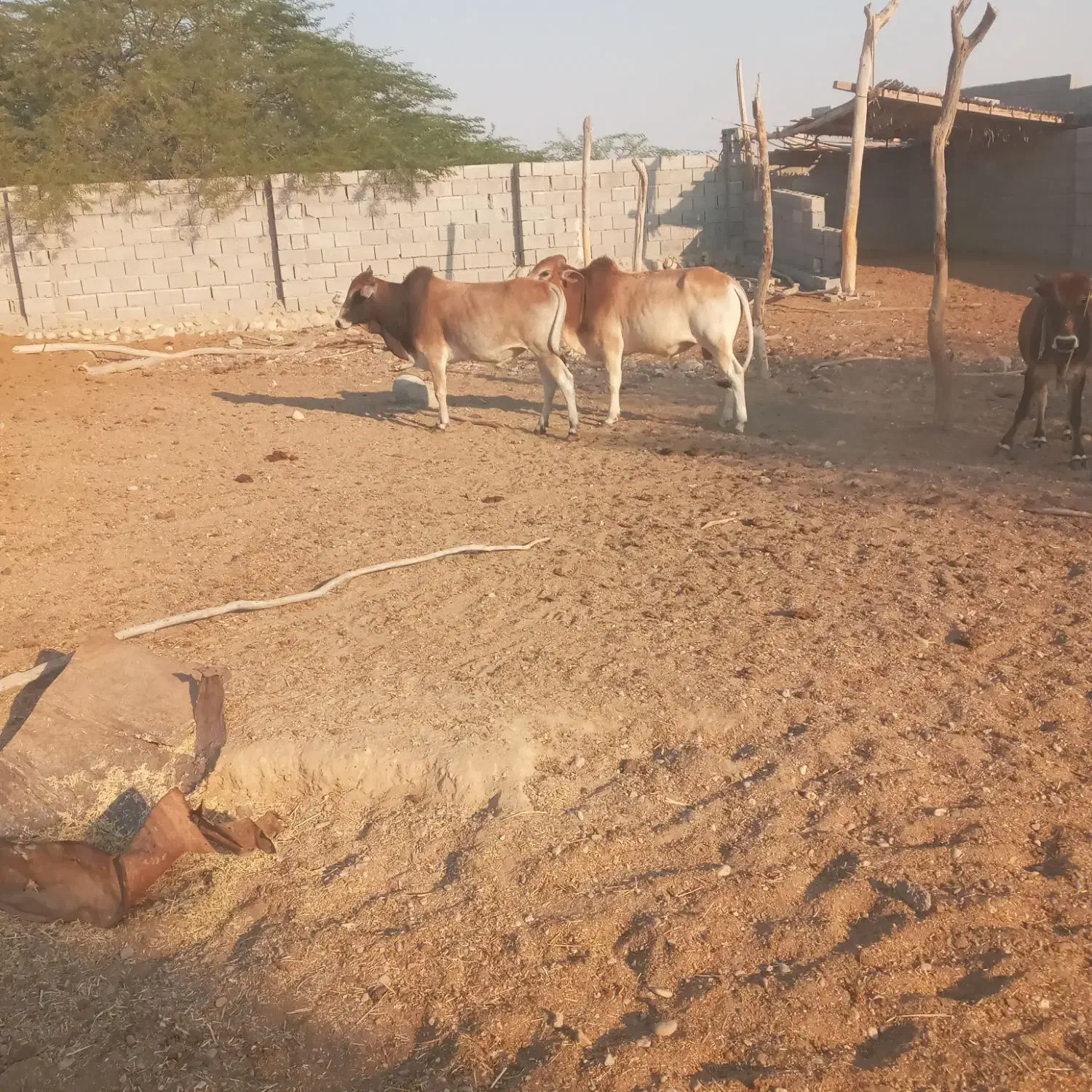 گاو فروشی|حیوانات مزرعه|قلعه قاضی, |دیوار