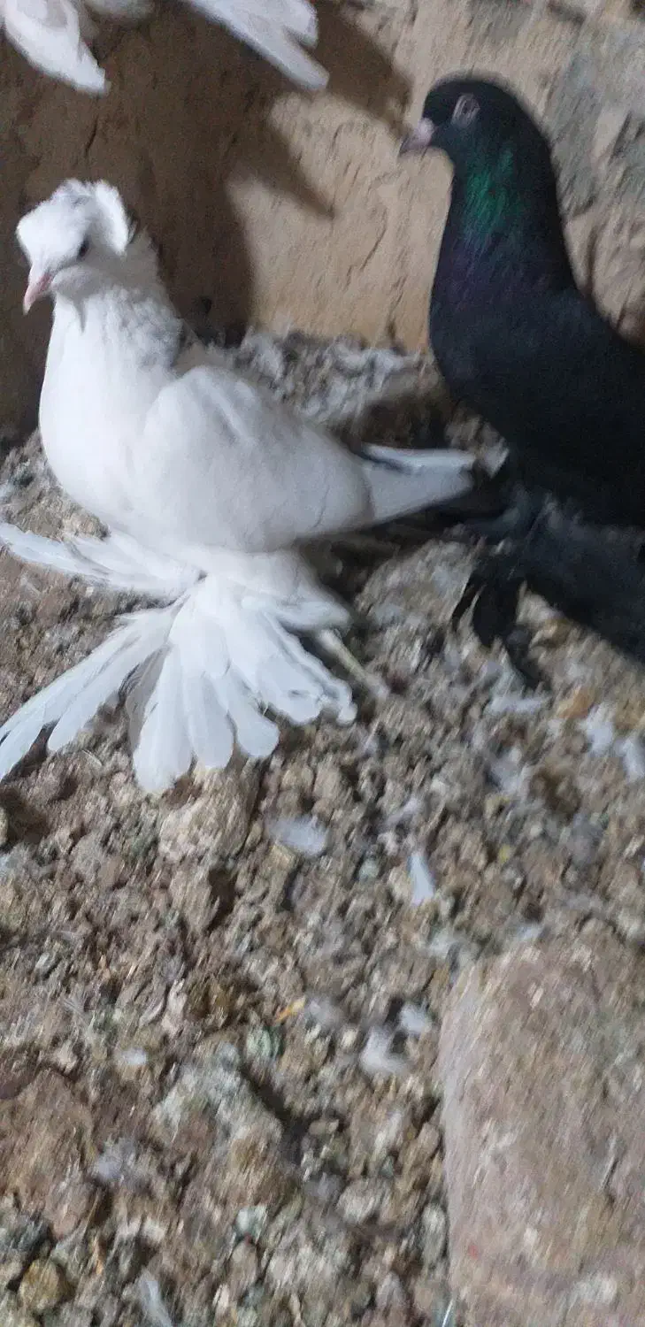 کبوتر بوینی گولی فیلی مایا پاپر|پرنده|لاهیجان, انقلاب|دیوار