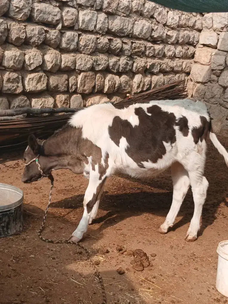 ی عدد گاو با گوساله|حیوانات مزرعه|اندیکا, |دیوار