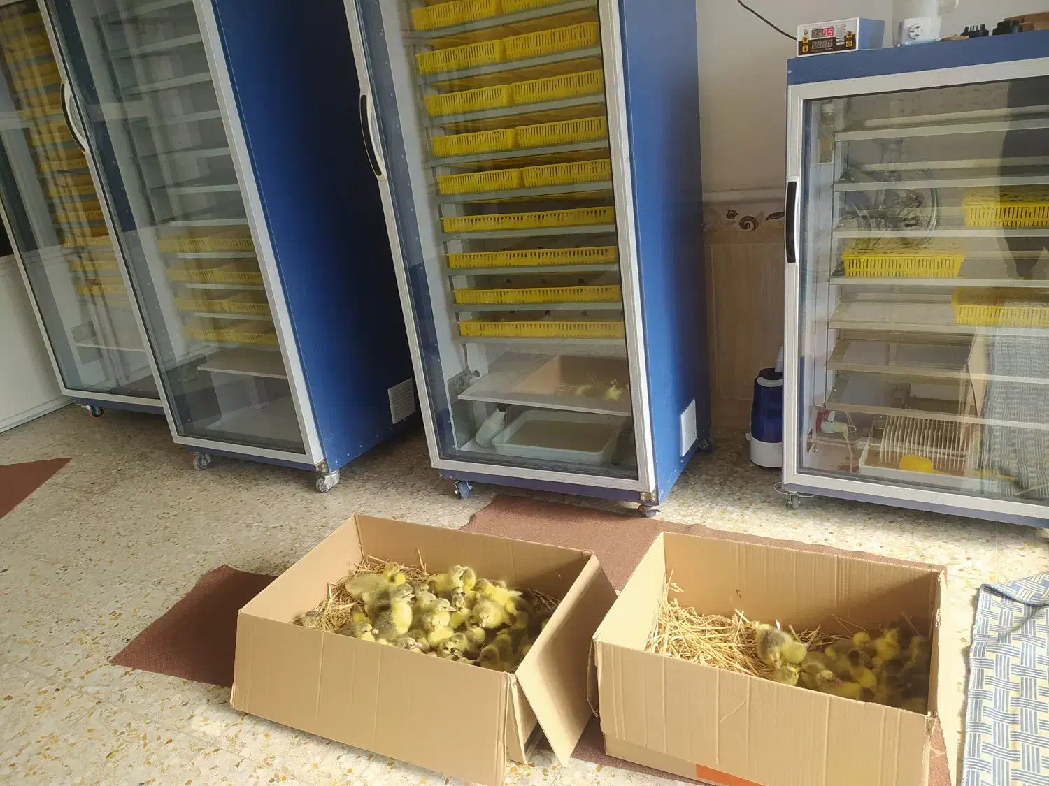 تخم غاز نطفه دار|حیوانات مزرعه|بندر ترکمن, |دیوار