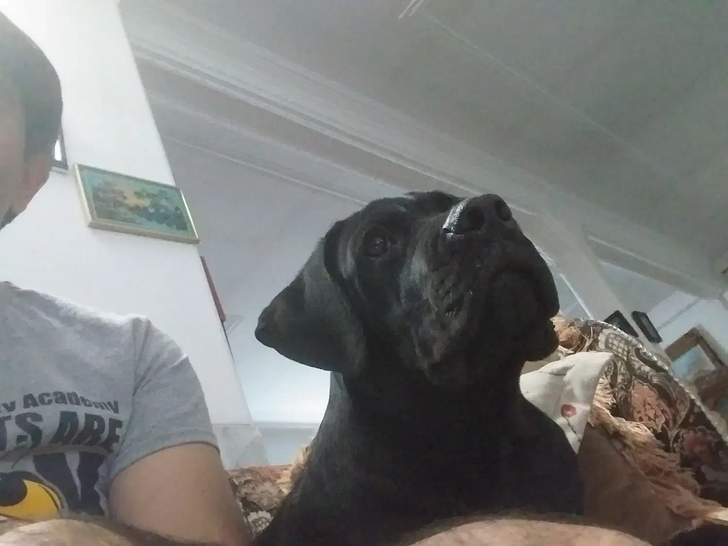 کنکوسو آموزش دیده فول کیفیت|سگ|کرمان, |دیوار