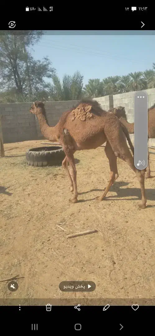 شتر 4زه وهاشی نو چمل|حیوانات مزرعه|رودبار (کرمان), |دیوار