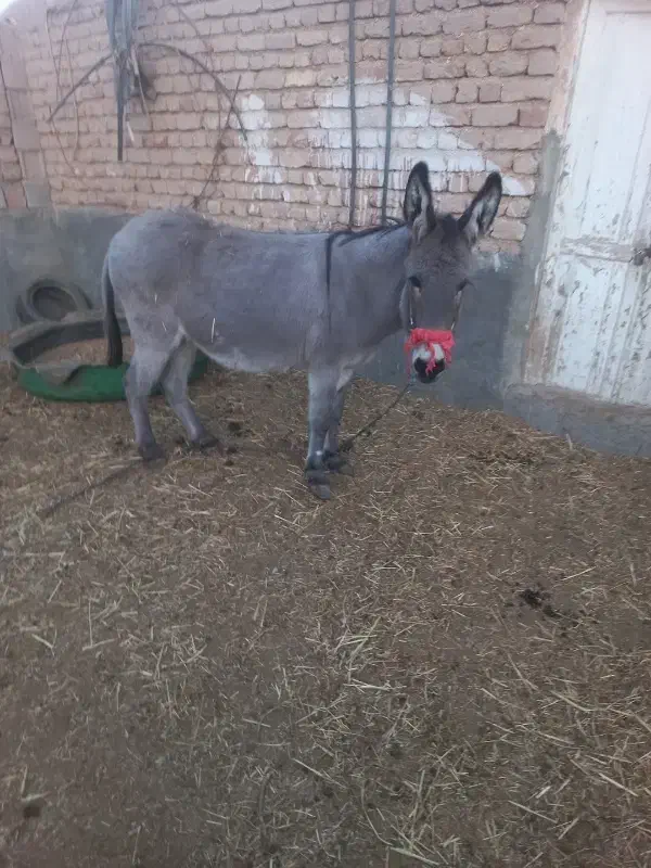 الاغ ماده دوسال|حیوانات مزرعه|قمرود, |دیوار