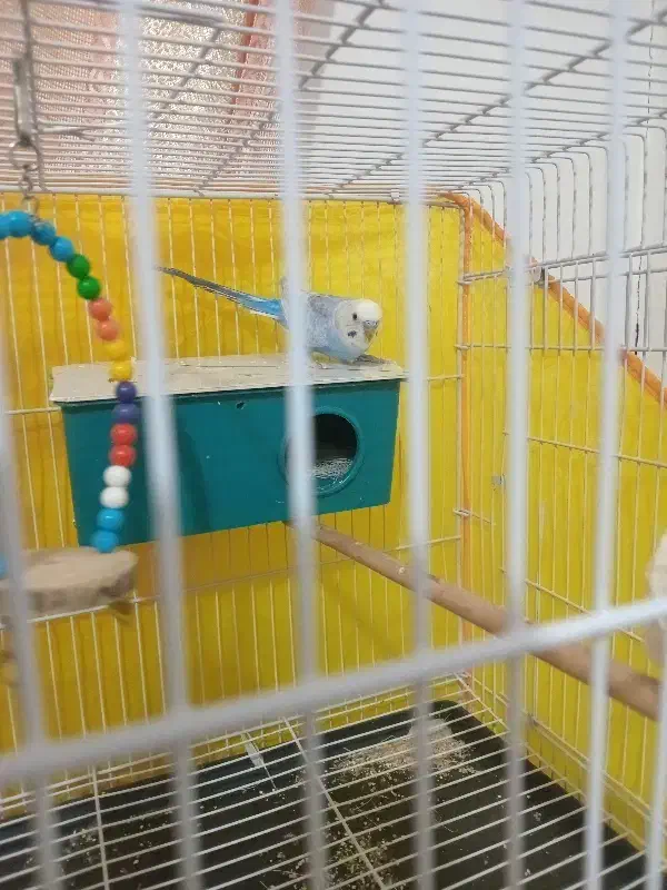 مرغ عشق|پرنده|نهبندان, |دیوار