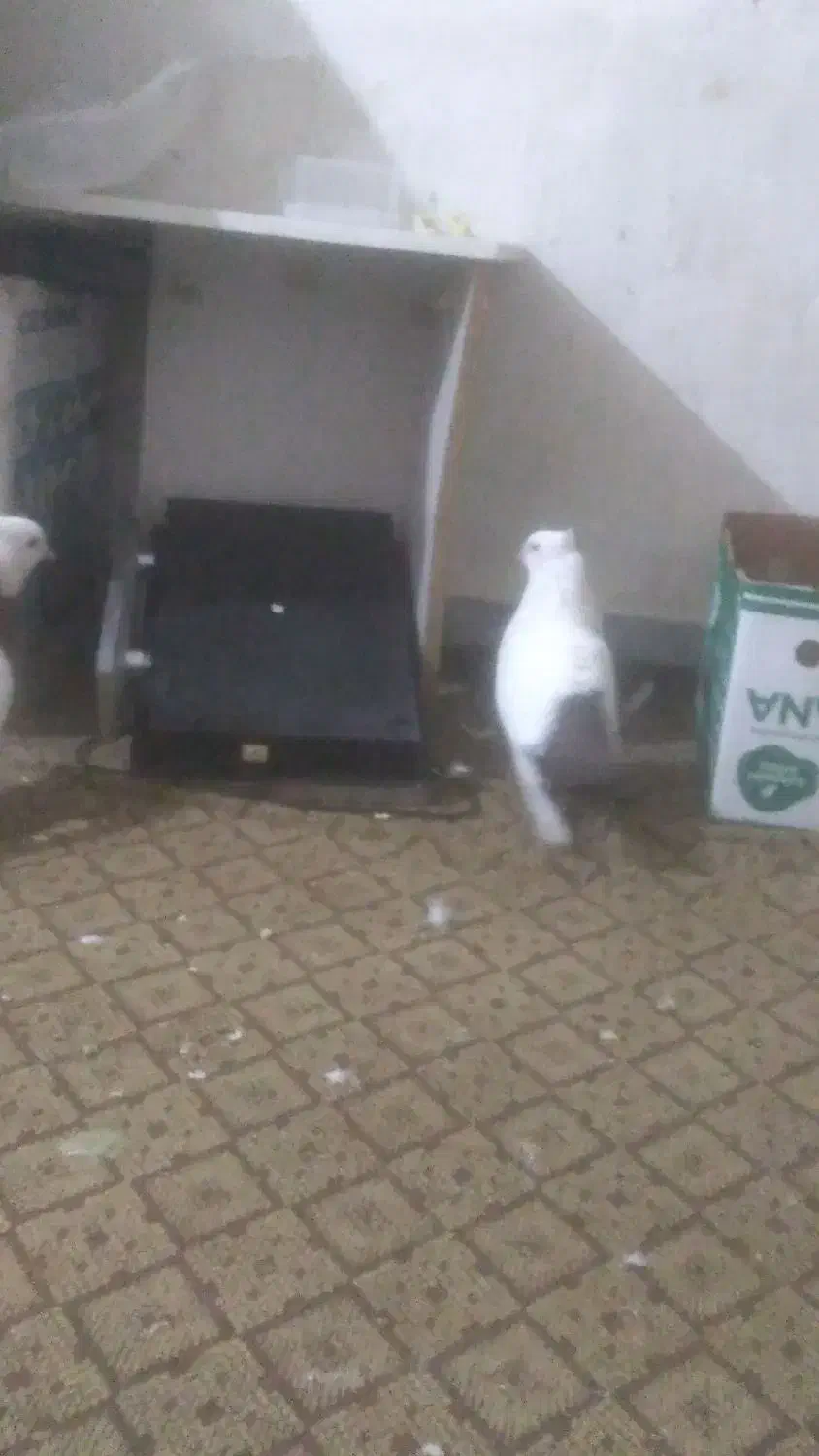 کبوتر دم قهوه ای|پرنده|اندیمشک, |دیوار