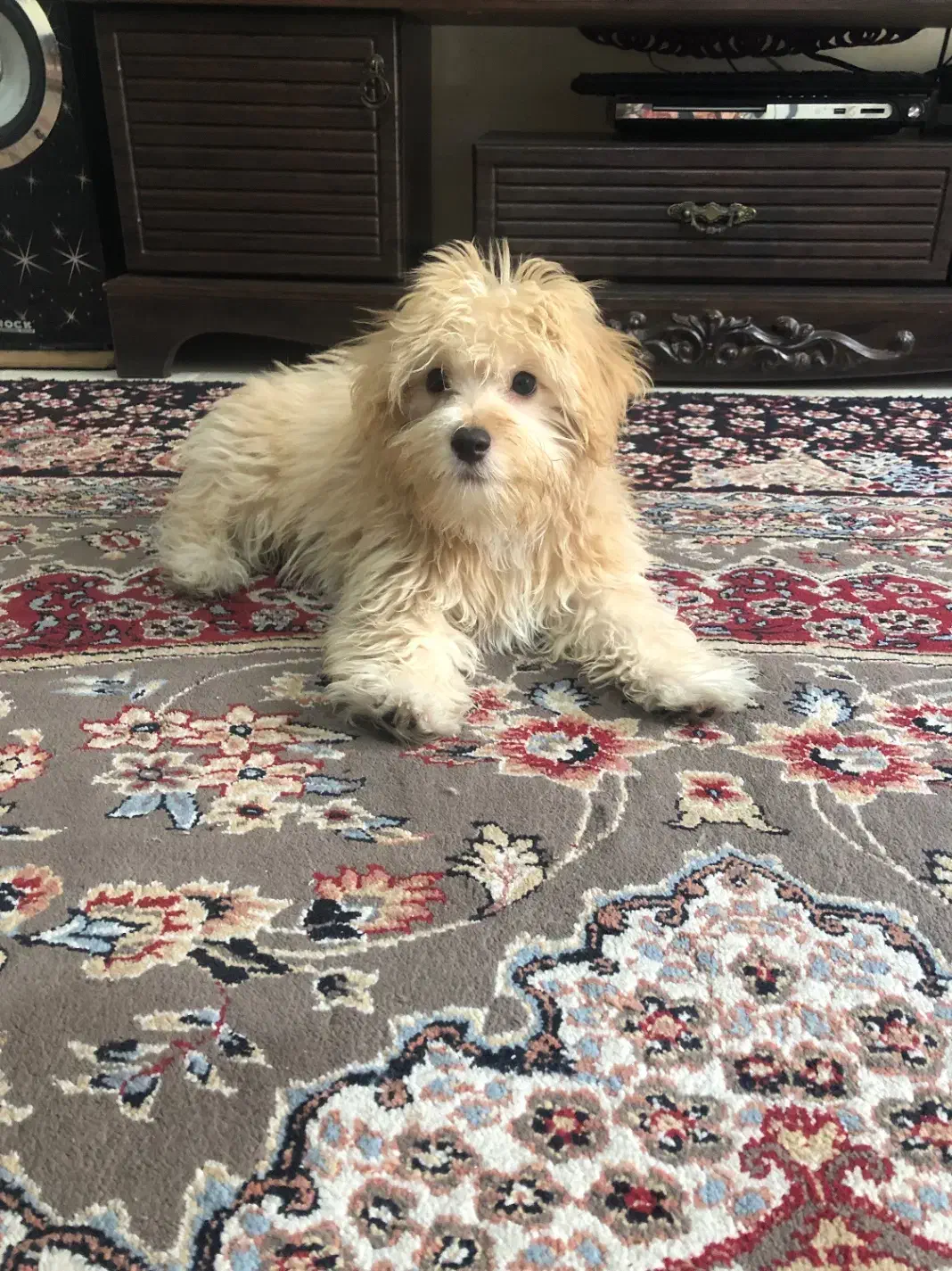 فروشی سگ|سگ|محمدیه-قزوین, |دیوار