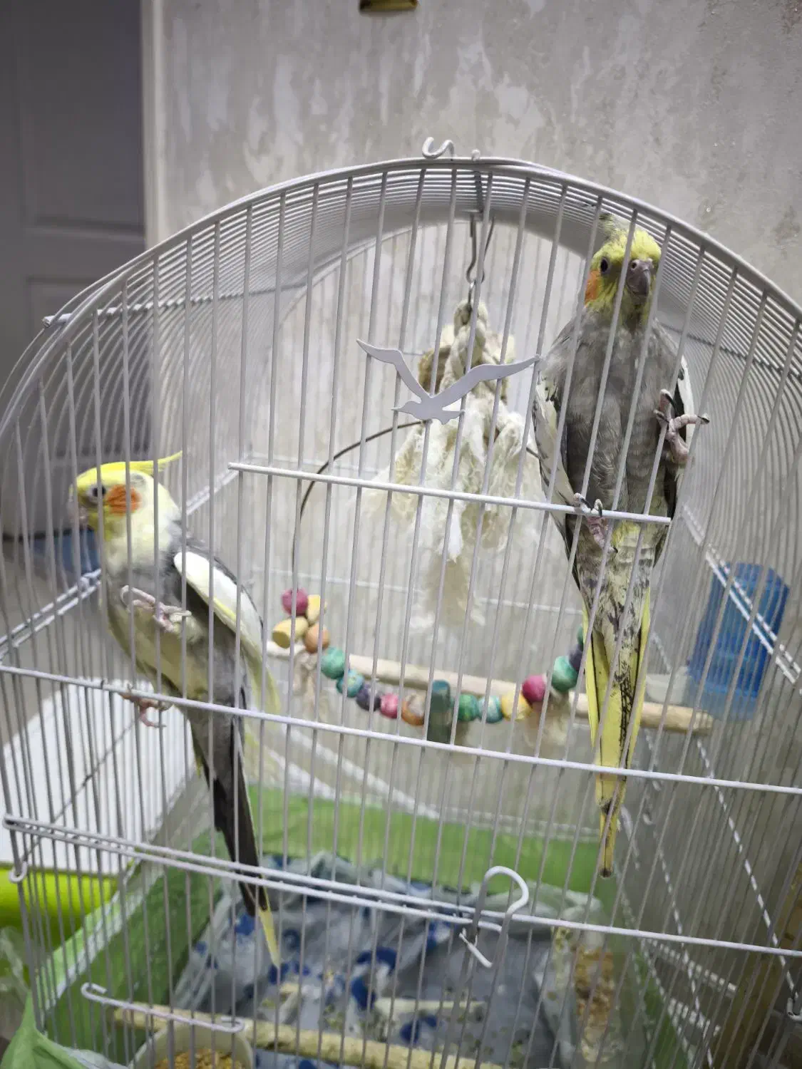 عروس هلندی جفت مولد|پرنده|شاهین‌شهر, فردوسی|دیوار