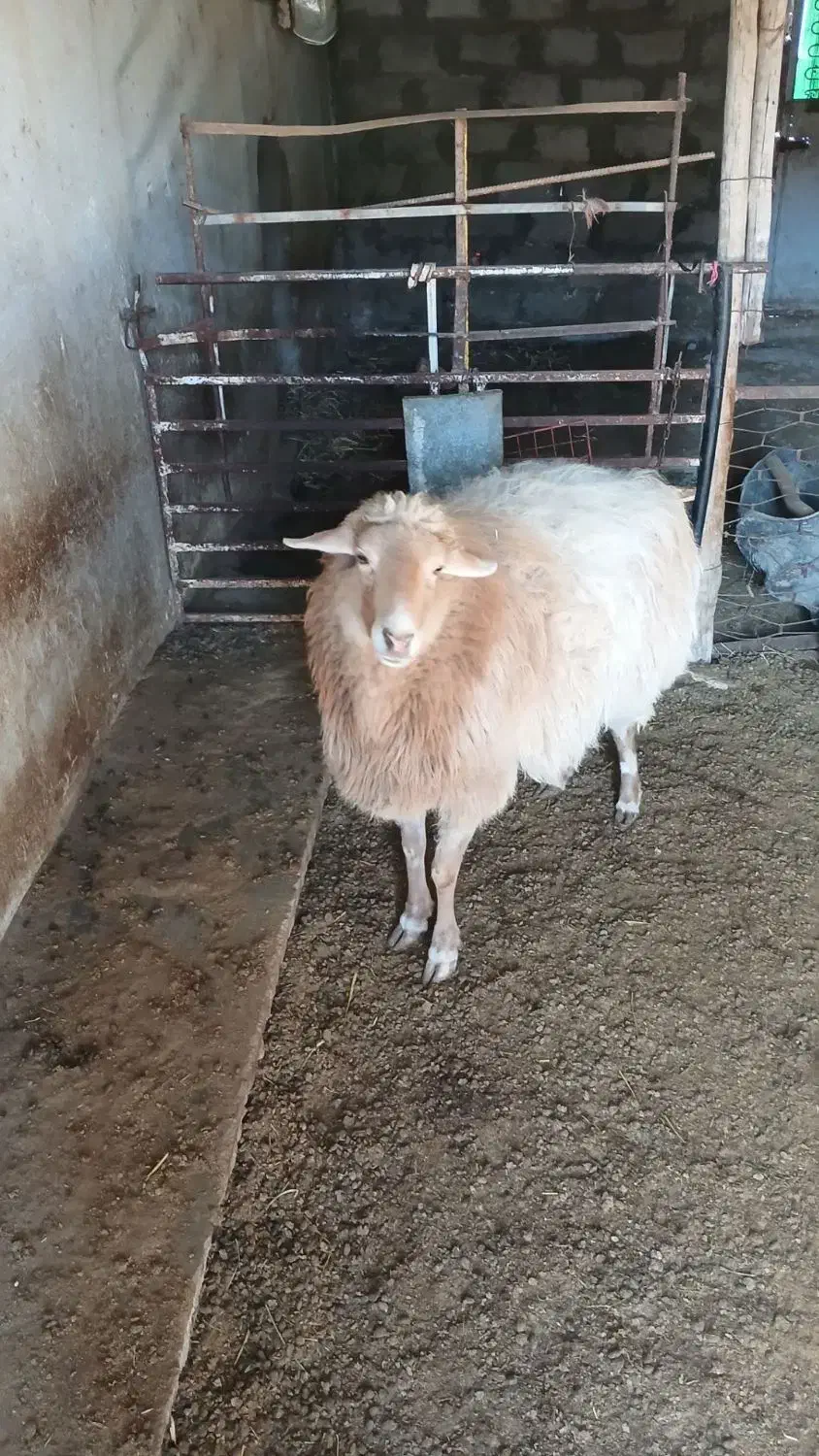 گوسفند|حیوانات|بجنورد, |دیوار