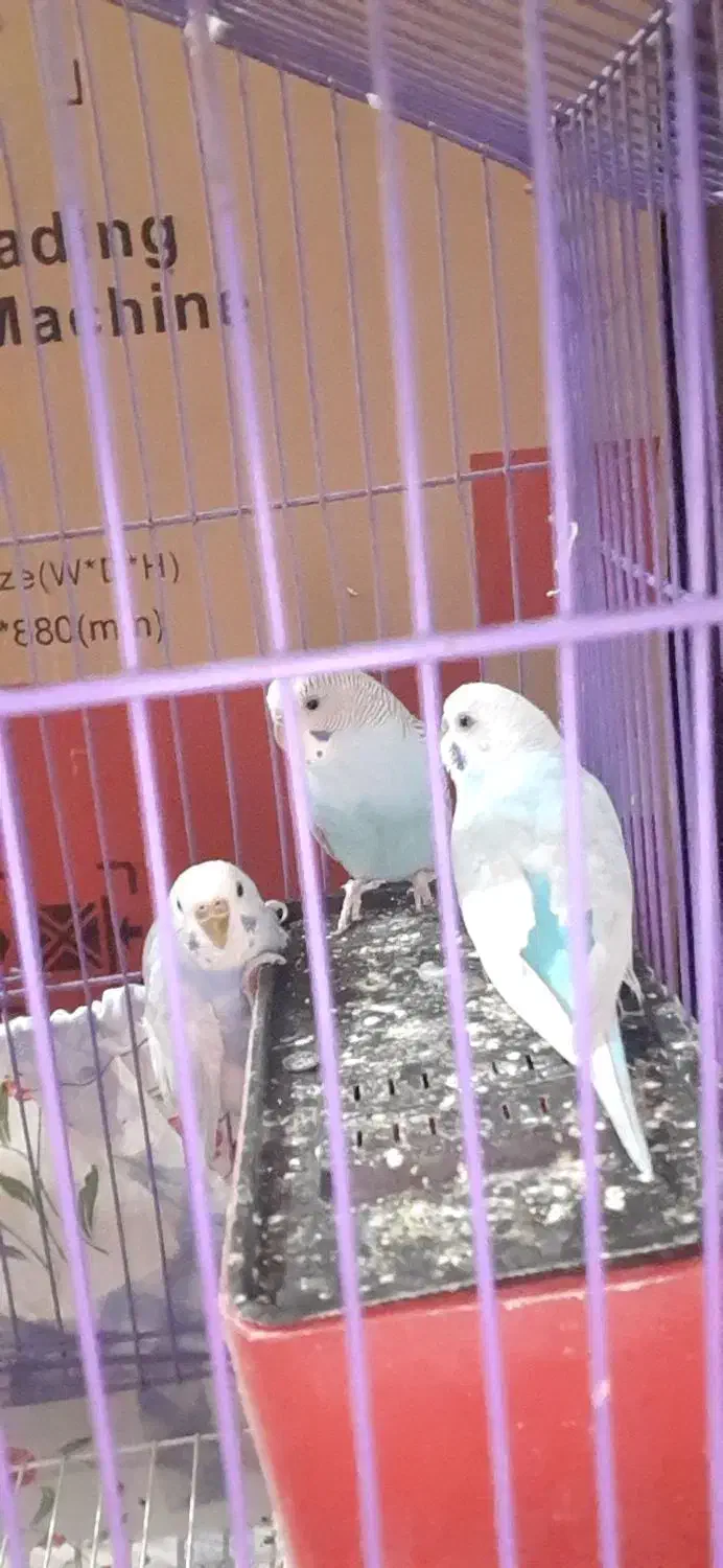 مرغ عشق|پرنده|کبودرآهنگ, |دیوار