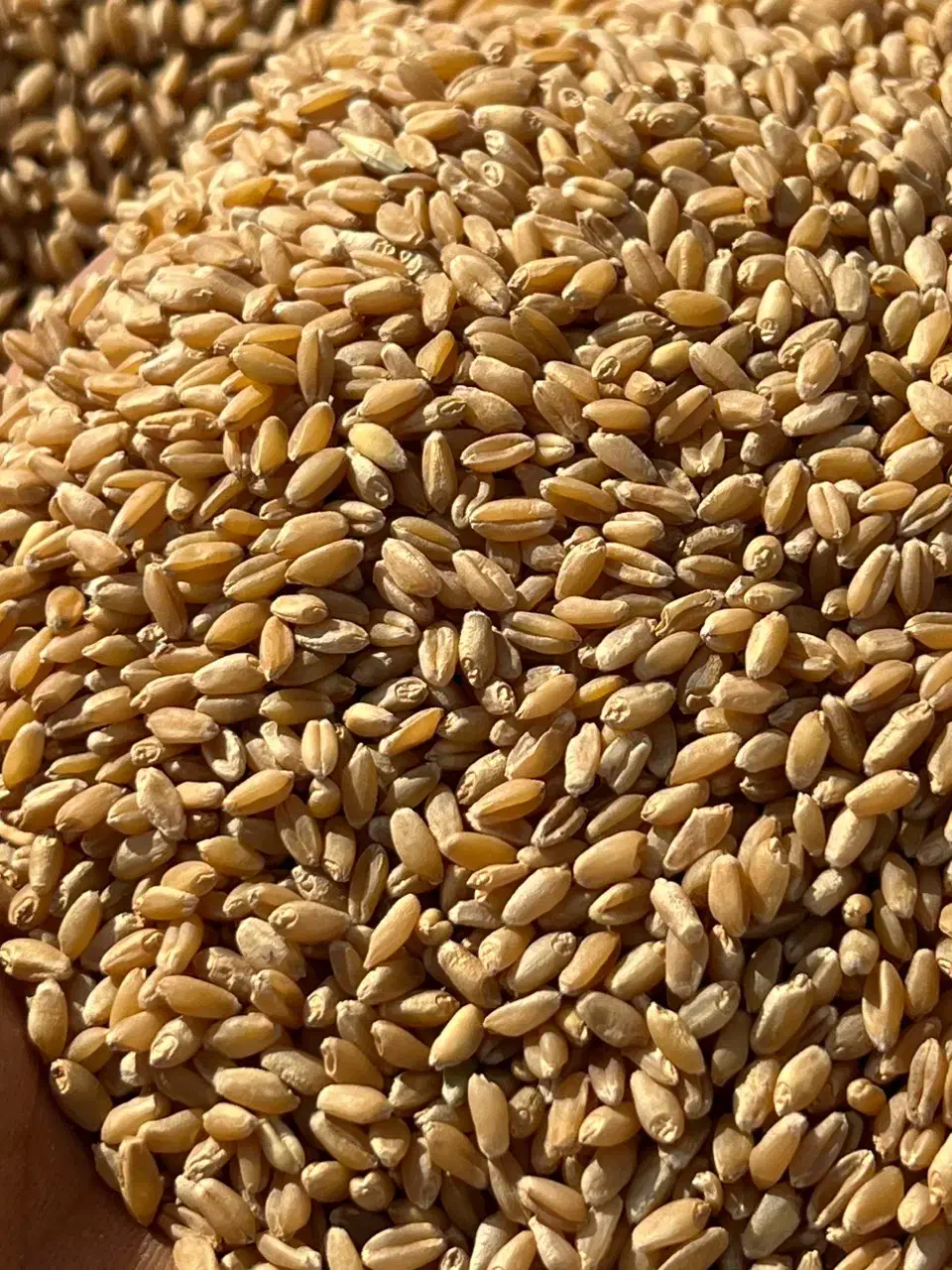 گندم بذری|گل و گیاه طبیعی|کارون, |دیوار