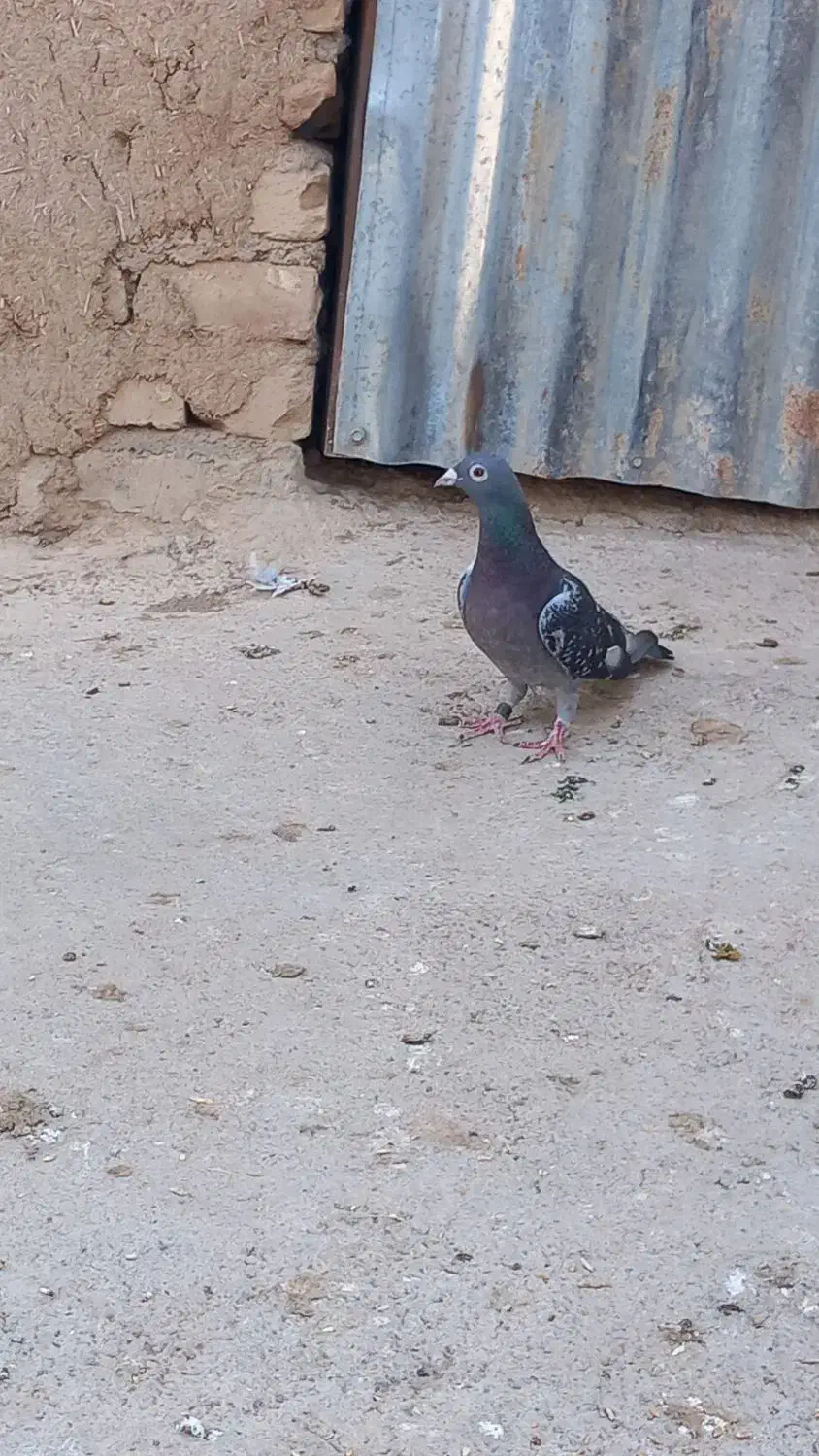 کبوتر پلاکی جاده جان اردن|پرنده|دشتابی, |دیوار