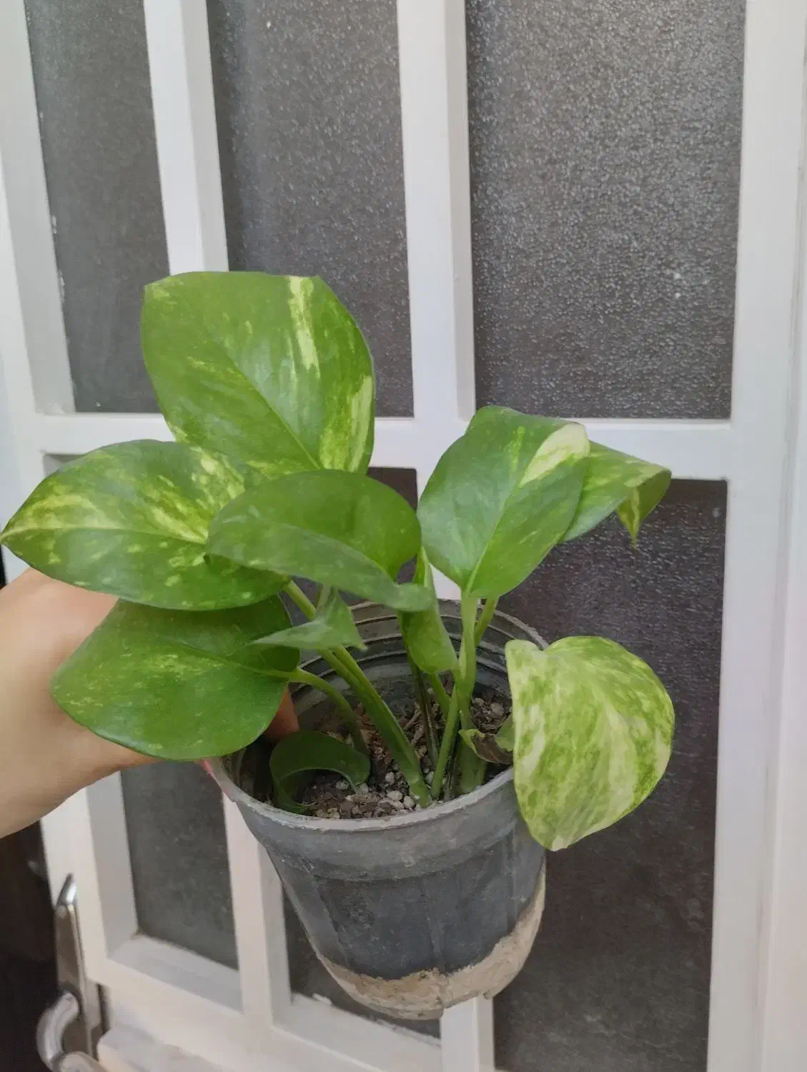 گل پتوس ۲۰ تومنی|گل و گیاه طبیعی|قم, در بهشت|دیوار