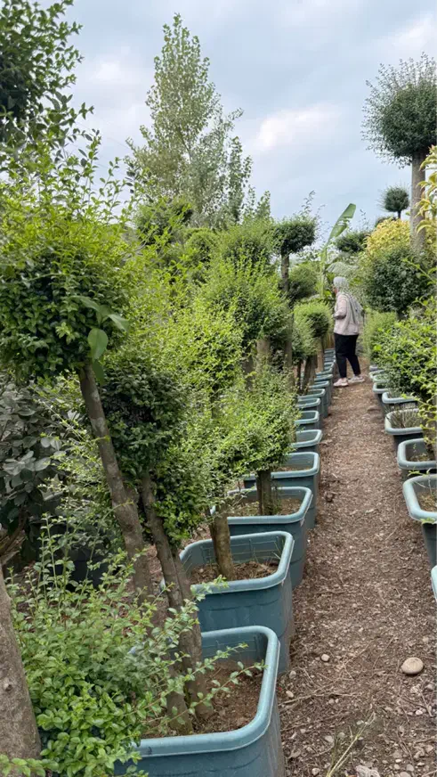 لاوسون و مورت ( کاج طلایی)|گل و گیاه طبیعی|شیرود, |دیوار