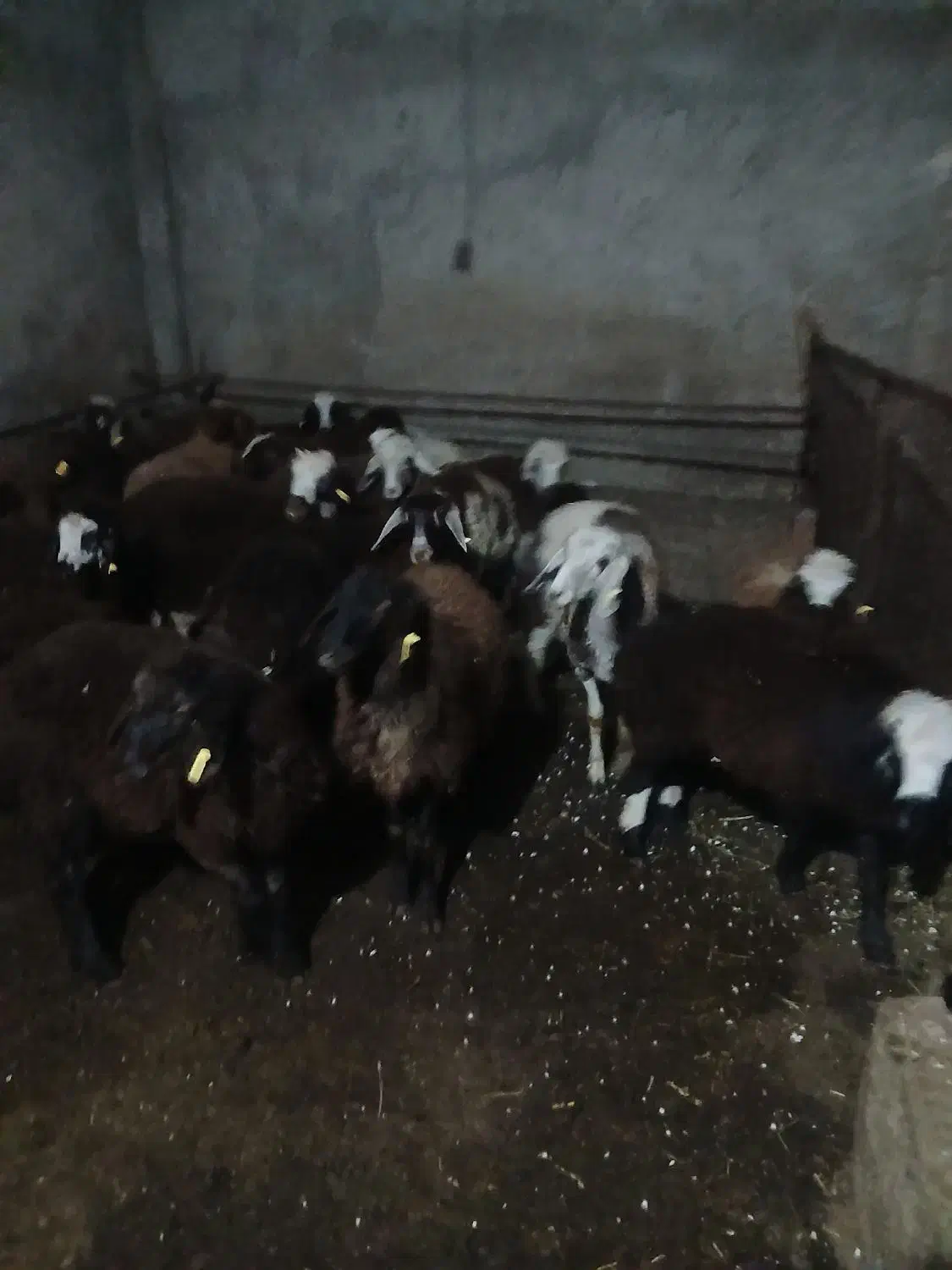 20عددتوغلی|حیوانات مزرعه|ثمرین, |دیوار