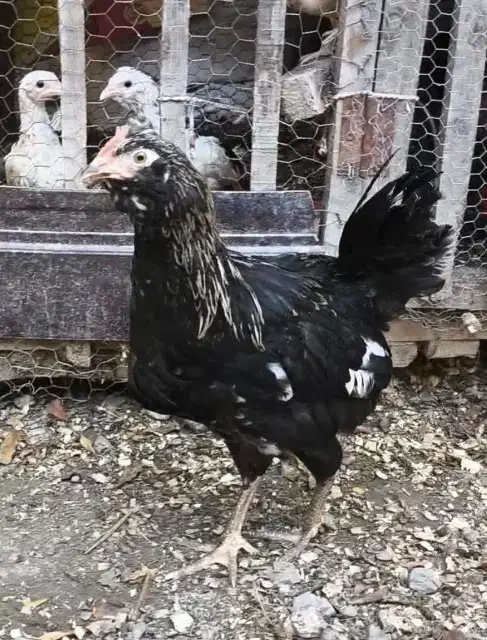 نیمچه گلین مرغ و خروس کارچ شو اصل کاکل|حیوانات مزرعه|کردکوی, |دیوار