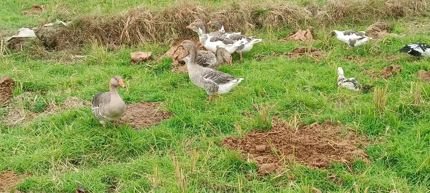 غاز|حیوانات مزرعه|کومله, |دیوار