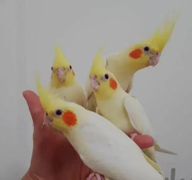 عروس هلندی|پرنده|ساری, |دیوار