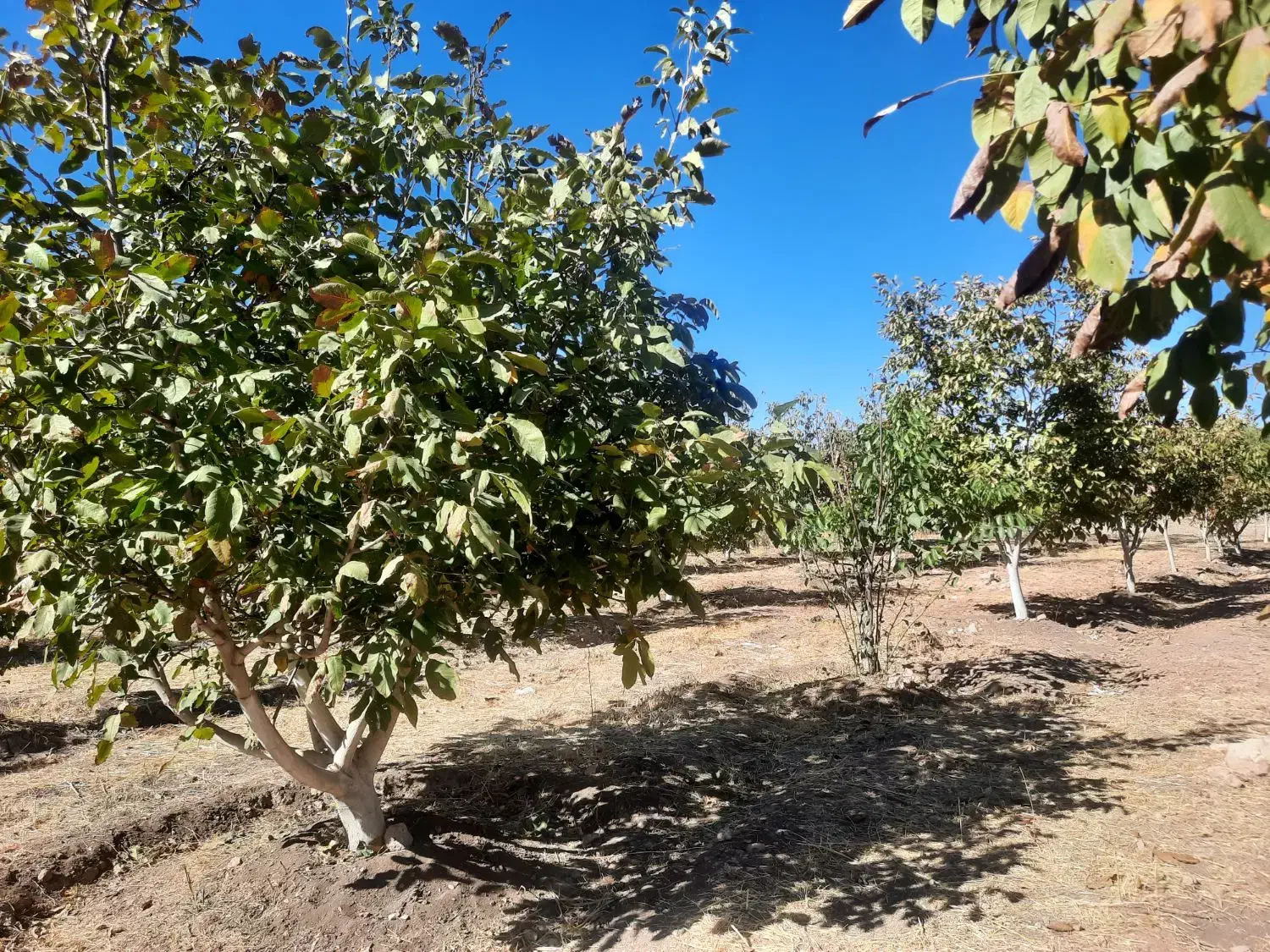 باغ گردو وبادام|فروش دفتر صنعتی، کشاورزی، تجاری|ایلام, |دیوار