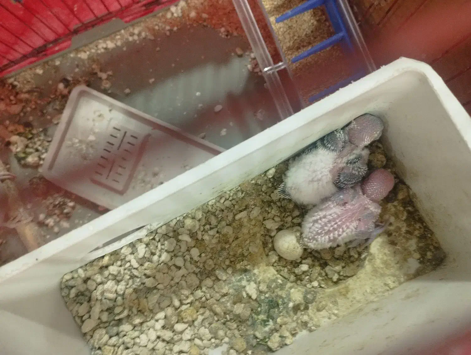 مرغ عشق|پرنده|شوشتر, |دیوار