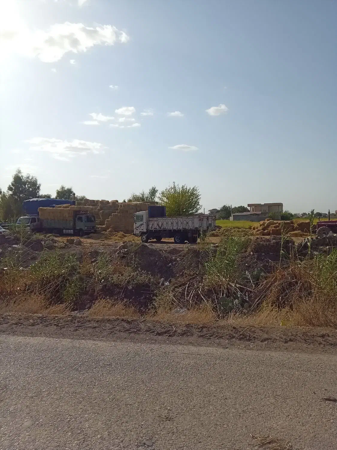 پرس شالی وزن بالا|خدمات باغبانی و درختکاری|ینقاق, |دیوار