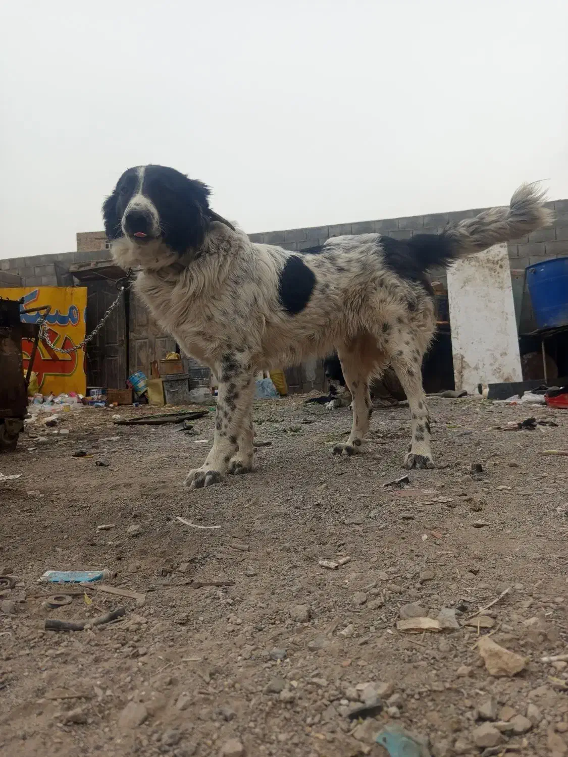 سگ قدرجونی چمبر|سگ|ابریشم, |دیوار