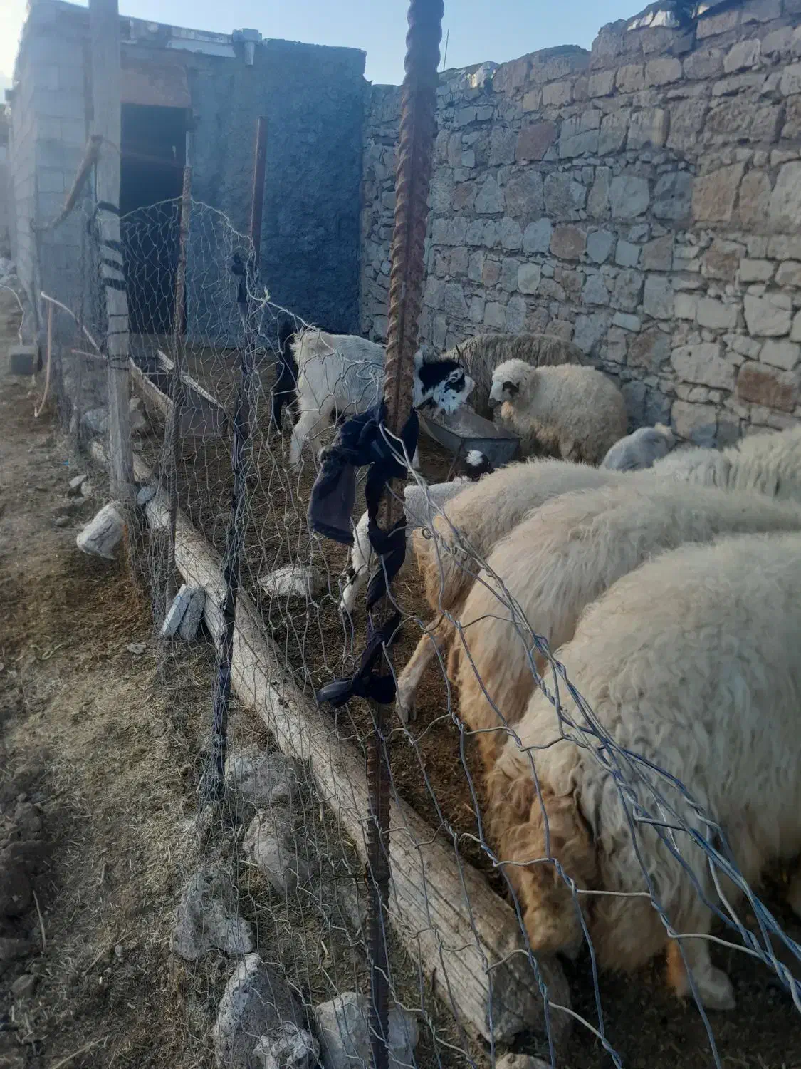 تعدادی قوچ،بز با بزغاله، شک، بزغاله، بز خشک|حیوانات مزرعه|هندمینی, |دیوار