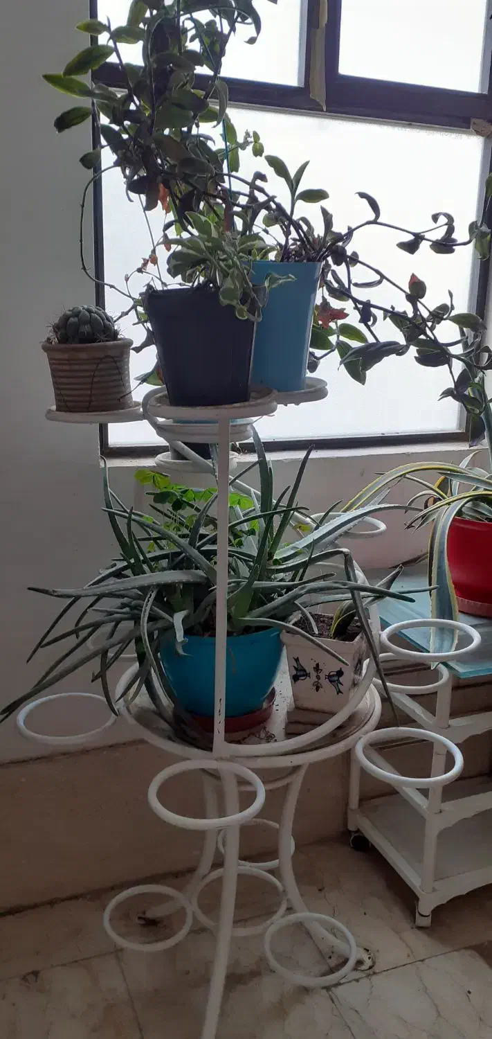 استند گل فرفوژه|گل مصنوعی|فردیس, فردیس|دیوار