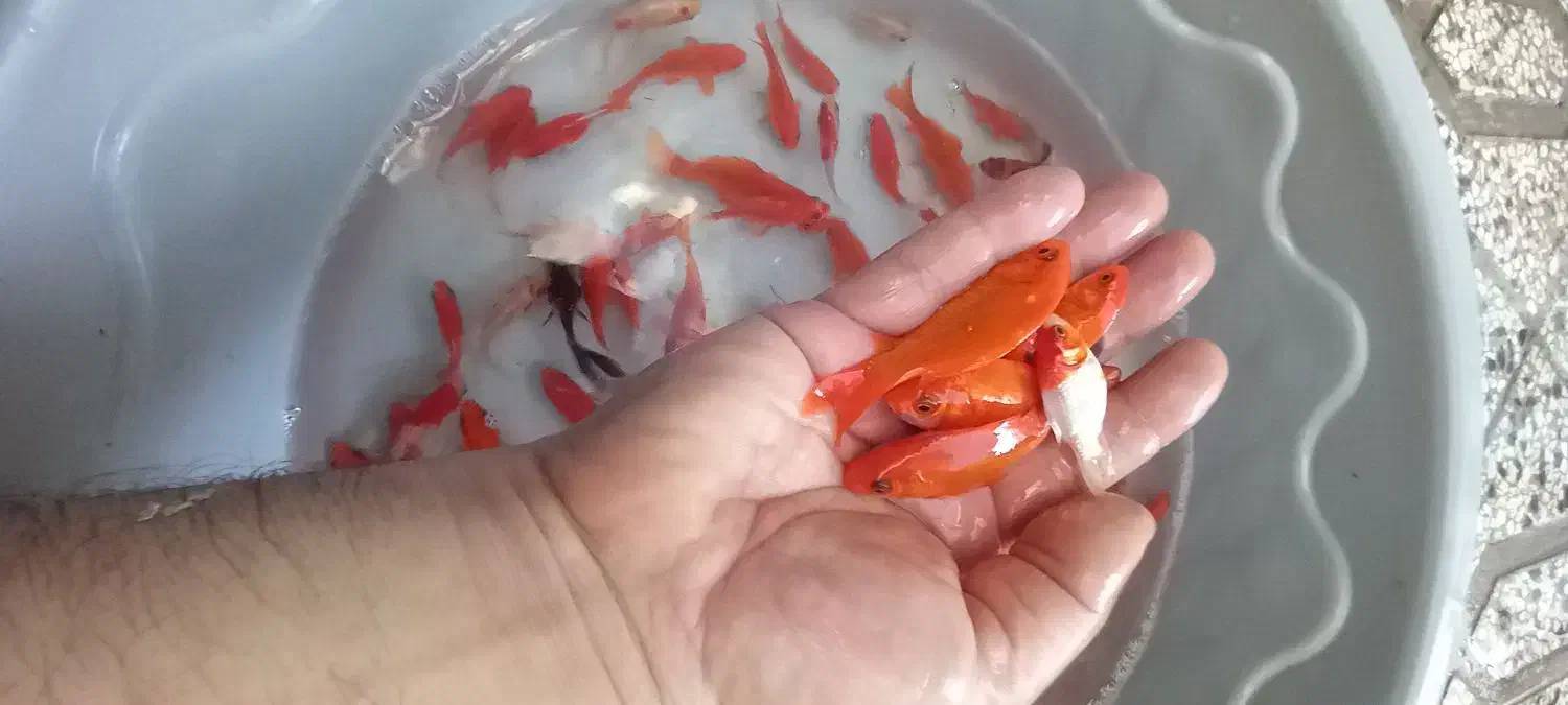 ماهی قرمز|ماهی|گنبد کاووس, |دیوار