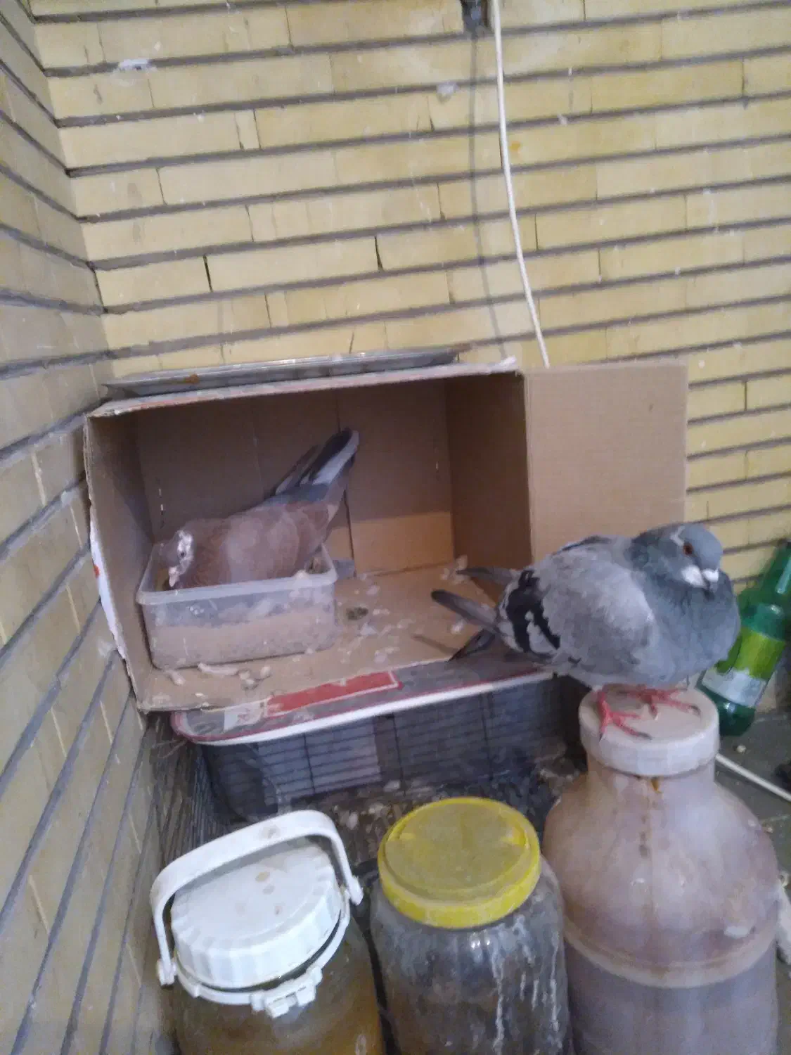 دمگیر سرخ و بغدادی|پرنده|اصفهان, سپاهانشهر|دیوار