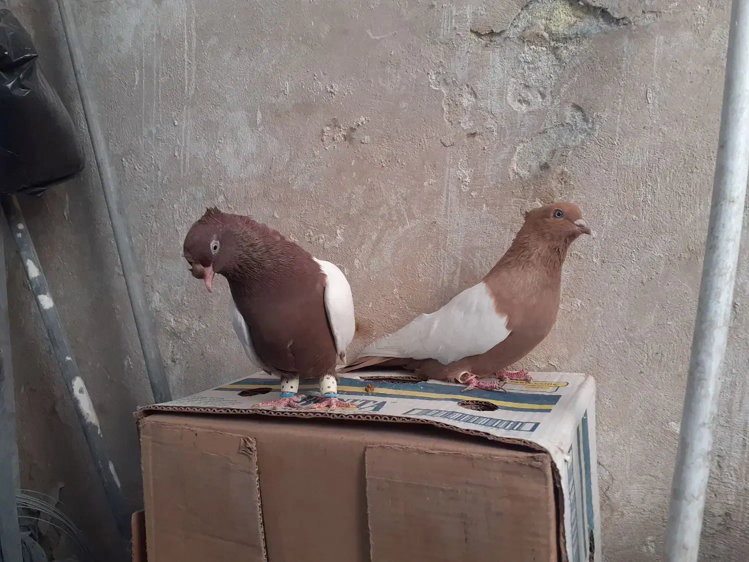 سینه دوکاکله|پرنده|شیراز, بازار|دیوار