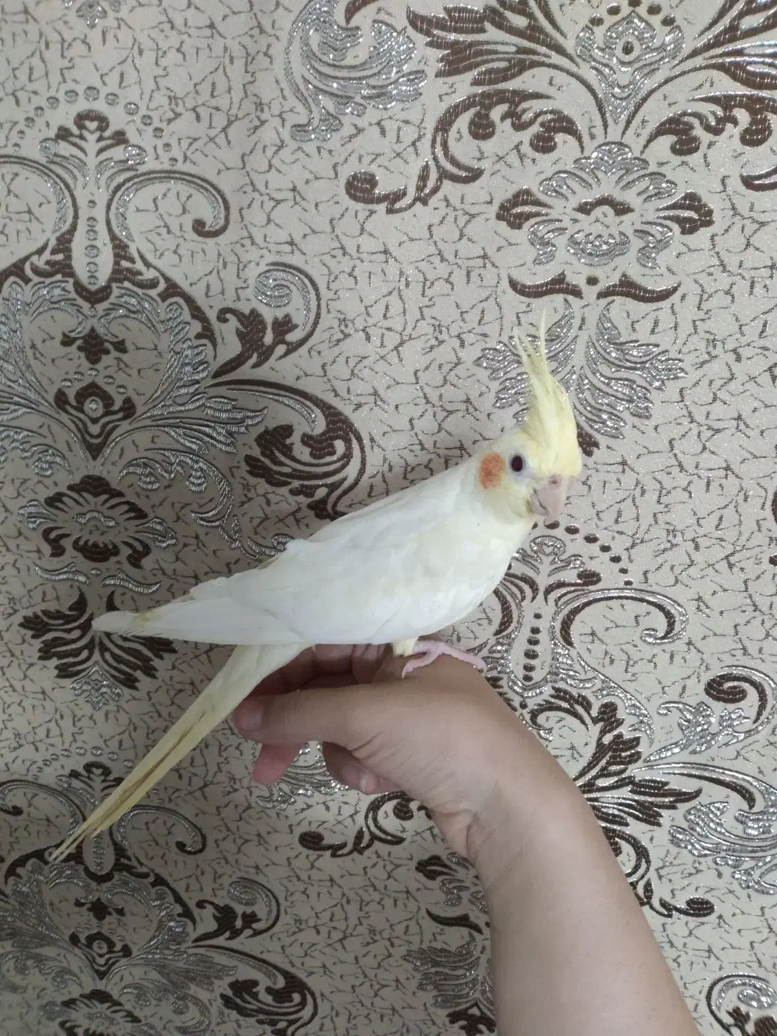 عروس هلندی|پرنده|ابهر, |دیوار