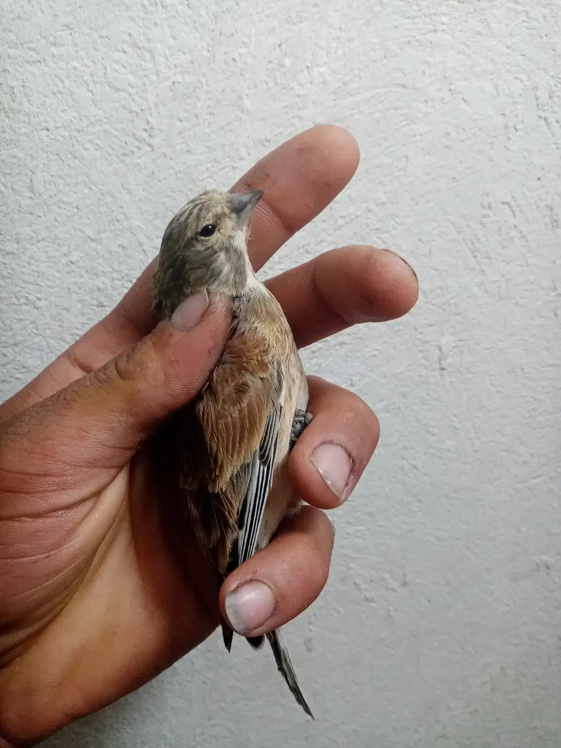 پرنده سینه سرخ خوب|پرنده|شیراز, دروازه قران|دیوار