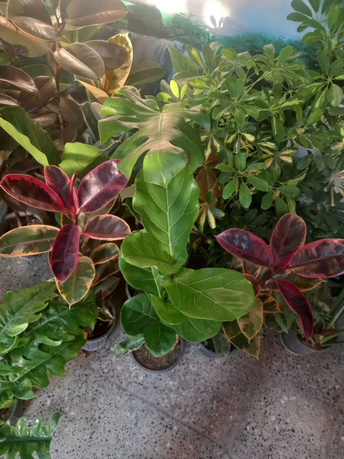 حراج باقی مانده گلهای اپارتمانی فقط ۱۵۰|گل و گیاه طبیعی|شهرکرد, |دیوار