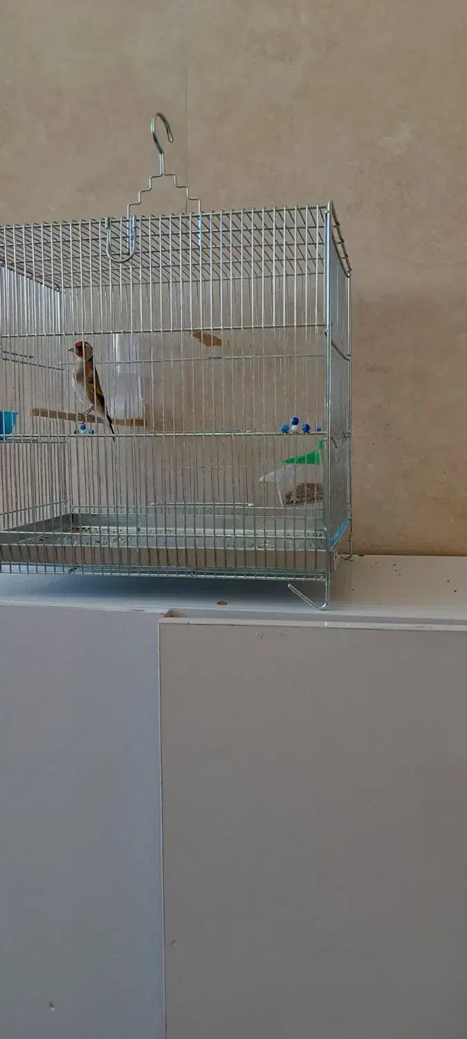 جوجه سهره قفس|پرنده|گیلان غرب, |دیوار