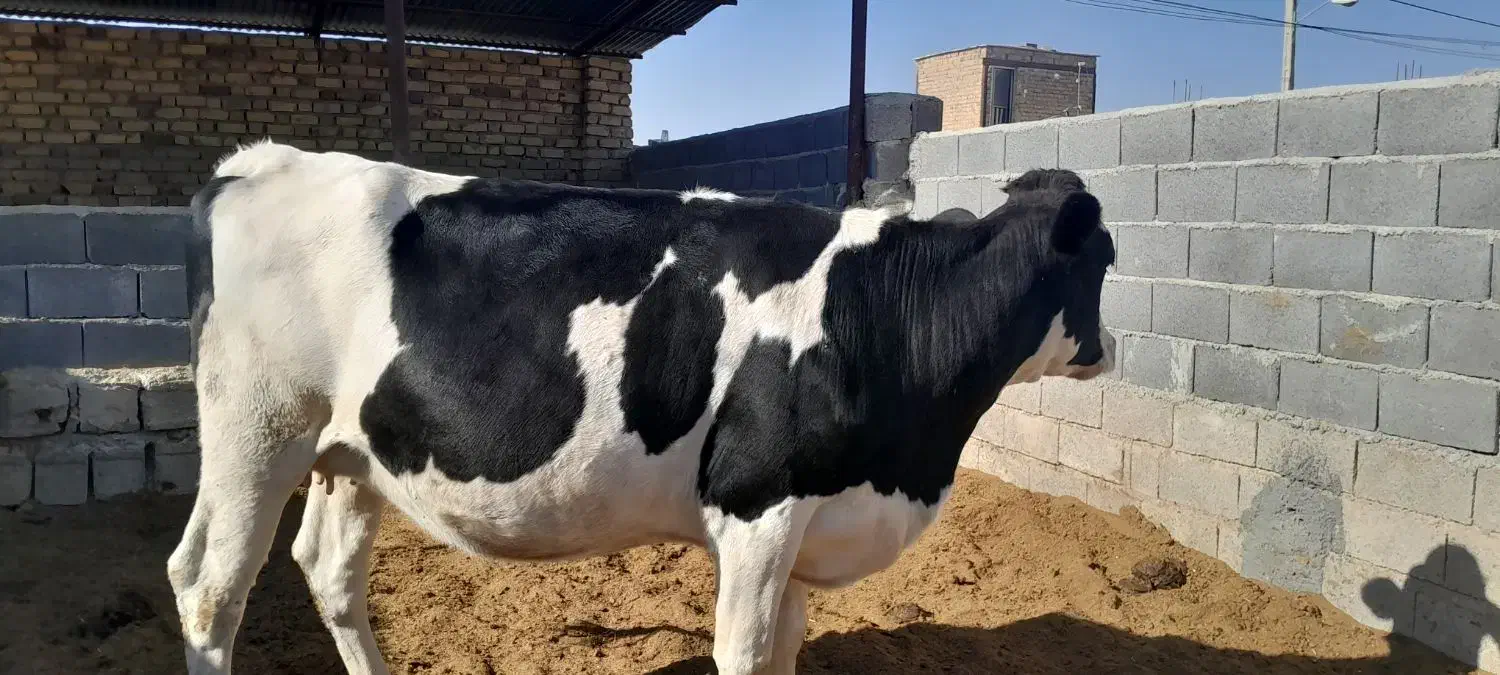 ۲ رس تلیسه ۷ ماه نیم قیمت ۳۳۰|حیوانات مزرعه|مرودشت, تخت جمشید|دیوار