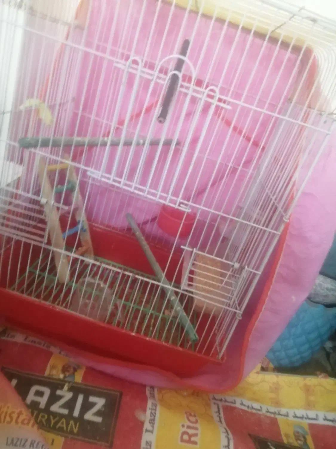 عروس هلندی فروشی|پرنده|کرمان, |دیوار