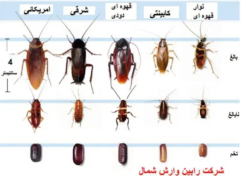 سمپاشی و کنترل افات بهداشتی ( سوسک ساس ...|خدمات نظافت|فاضل آباد, |دیوار