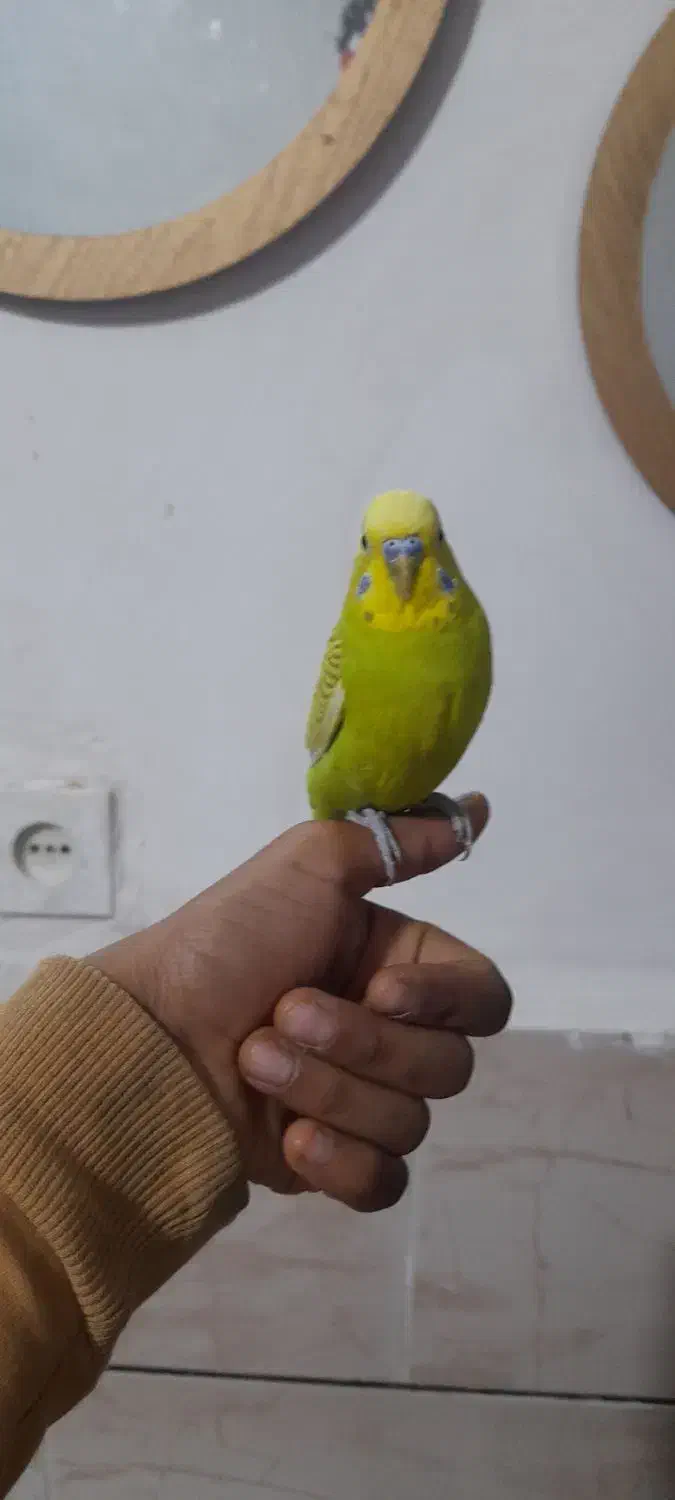 توان نگه داری ندارم|پرنده|بندر امام خمینی, |دیوار