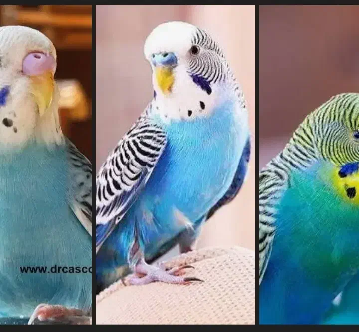 دوعددمرغ عشق|پرنده|بوکان, |دیوار