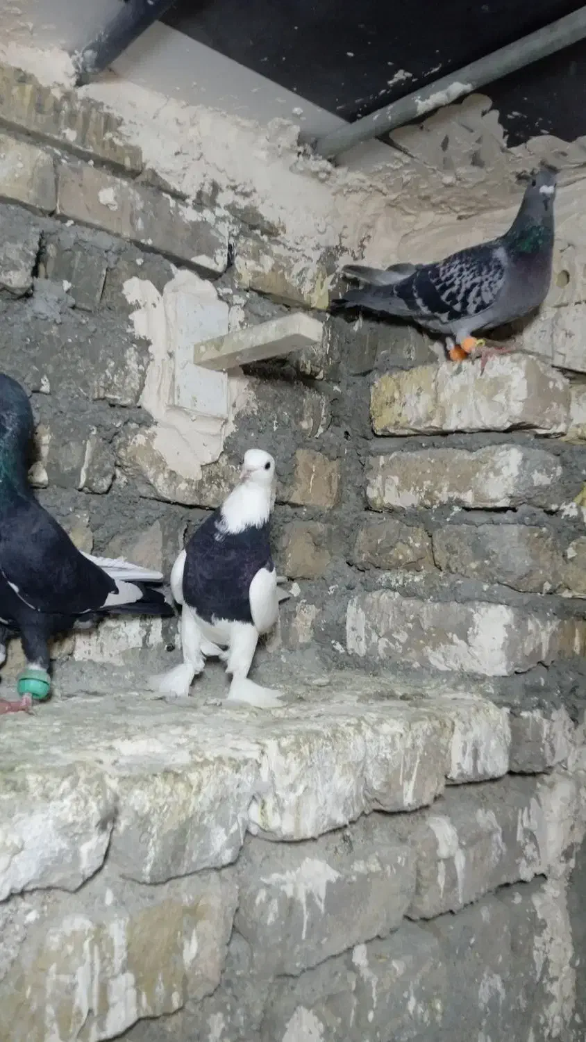 کفتر بوم هوایی|پرنده|طرقبه, |دیوار