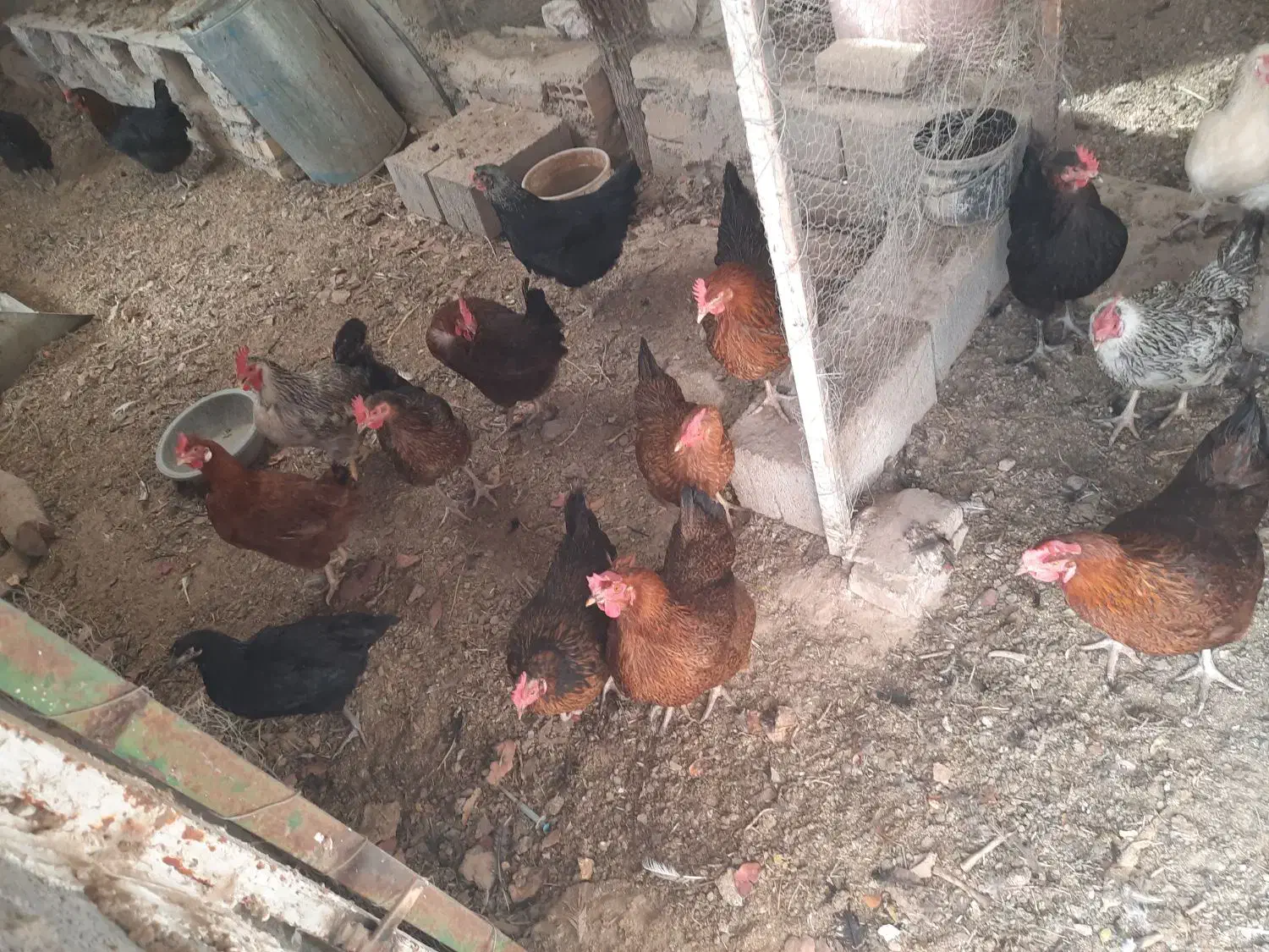 مرغ تخمی|حیوانات مزرعه|قائن, |دیوار